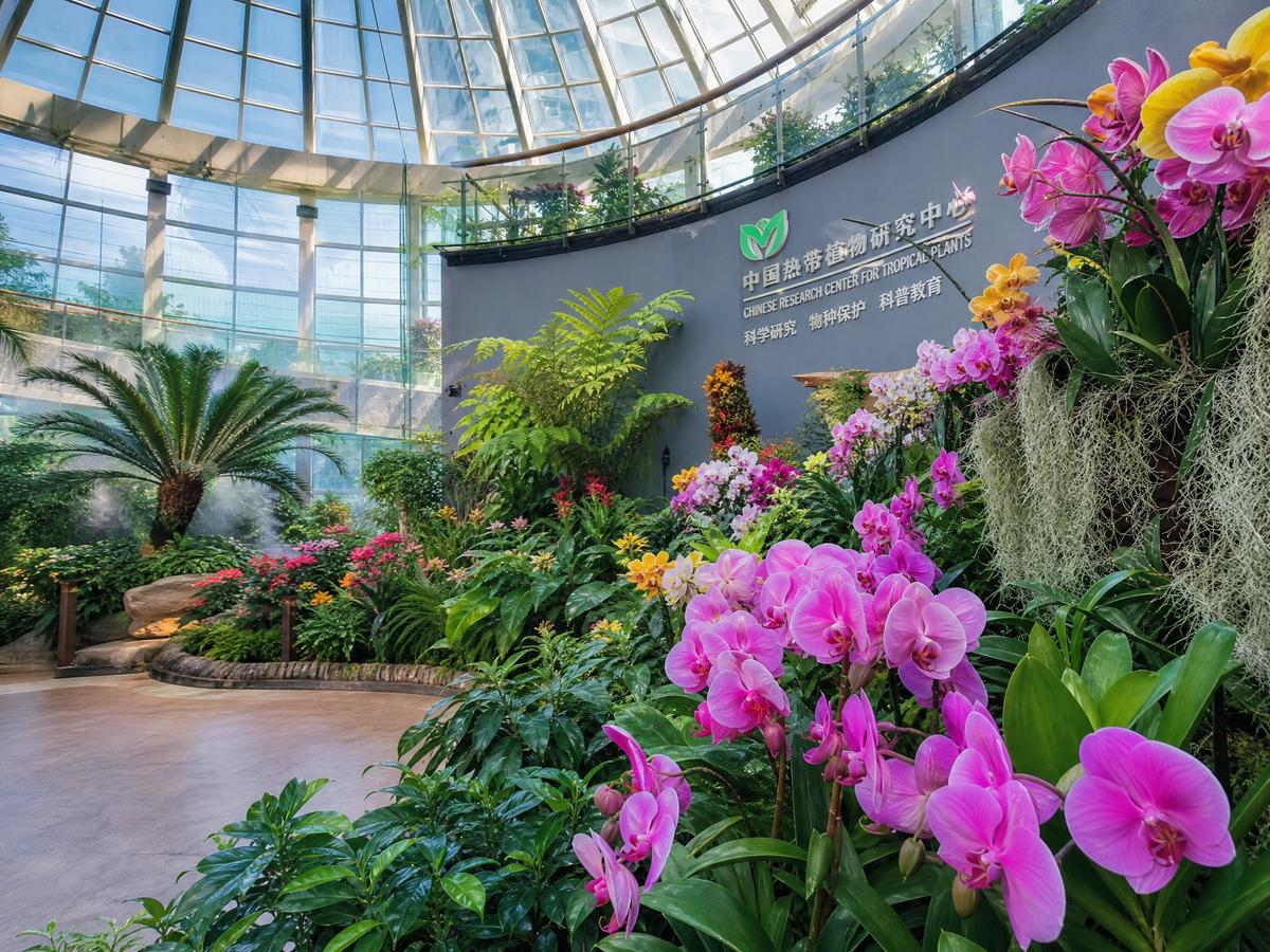 糖心【植物视频演示】兰花养护全程视频教程，新手必看植物视频